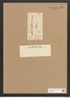 Amphiprora oblonga Grev. (de-Toni-Nr.: Genus 29, Species 1332) Zeichnungen Sammlung Grunow Nr. 2561 (NHMW-BOT-W0369743)